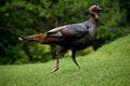 Wild Turkey on hill in Lake Geneva, Wisconsin Royalty Free Stock Photo