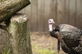 Wild Turkey - Large Gamebird