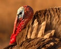 Wild Turkey Looking Into The Dawn