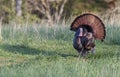 Wild turkey Royalty Free Stock Photo