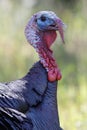 Wild Turkey Male Tom Head and Neck Details Royalty Free Stock Photo