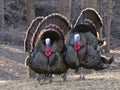 Wild turkey mating display