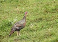 Wild Turkey (Meleagris gallopavo) Royalty Free Stock Photo