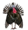 Wild Turkey, Meleagris gallopavo Royalty Free Stock Photo