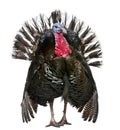 Wild Turkey, Meleagris gallopavo