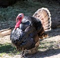 Wild turkey (Meleagris gallopavo), animal scene Royalty Free Stock Photo