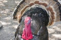 Wild turkey (Meleagris gallopavo) Royalty Free Stock Photo