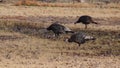 The wild turkey Meleagris gallopavo Galliformes is an upland ground bird native to North America. Birds walk freely in the park