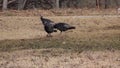 The wild turkey Meleagris gallopavo Galliformes is an upland ground bird native to North America.