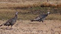 The wild turkey Meleagris gallopavo Galliformes is an upland ground bird native to North America. Birds walk freely in the park