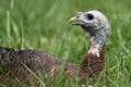 Wild Turkey (Meleagris gallopavo) Royalty Free Stock Photo