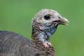 Wild Turkey (Meleagris gallopavo)