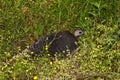 Wild Turkey (Meleagris gallopavo) Royalty Free Stock Photo