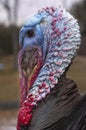 Wild Turkey - Meleagris gallopavo Royalty Free Stock Photo