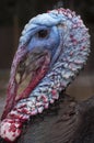 Wild Turkey - Meleagris gallopavo Royalty Free Stock Photo
