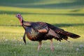 Wild Turkey (Meleagris gallopavo) Royalty Free Stock Photo