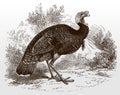 Wild turkey, meleagris gallopavo in side view standing in a bushy landscape