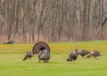 Wild Turkey (Meleagris gallopavo)