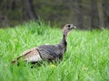 Wild turkey feathers backside wandering through field Royalty Free Stock Photo