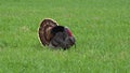 The wild turkey Meleagris gallopavo is an upland ground bird native to North America and is the heaviest member of the diverse