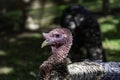 Wild turkey  nature Royalty Free Stock Photo
