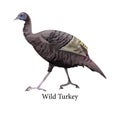 Wild turkey. Ornithology and fauna. Farm bird