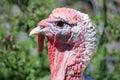 Wild Turkey Portrait Royalty Free Stock Photo