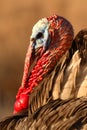 Wild Turkey Portrait Royalty Free Stock Photo