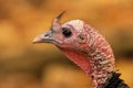 Wild Turkey Portrait Close Up Royalty Free Stock Photo