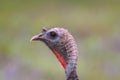 Wild Turkey Portrait Royalty Free Stock Photo