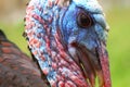 Wild turkey portrait Royalty Free Stock Photo