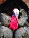 Wild turkey head of male during springtime courtship