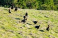 Wild turkey rafter feeding on green hill Royalty Free Stock Photo