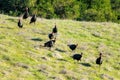 Wild turkey rafter feeding on green hill