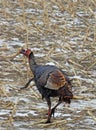 Wild Turkey running through snowy winter cornfield Royalty Free Stock Photo