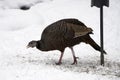 Wild Turkey scratching for food during winter Royalty Free Stock Photo