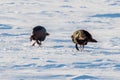 Wild turkey scratching in the snow