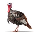 Wild Turkey Side Profile Isolated on White and PNG Background Royalty Free Stock Photo