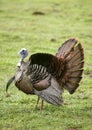 Wild Turkey Spreading Tail Royalty Free Stock Photo