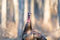 Wild Turkey Staring Into The Camera Royalty Free Stock Photo