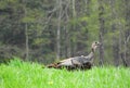 Wild Turkey strolling through woodland field in NYS Royalty Free Stock Photo