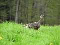 Wild Turkey strolling through open field and green grass Royalty Free Stock Photo