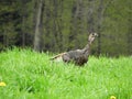 Wild Turkey strolling through open field and green grass