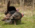 Wild Turkey Strutting