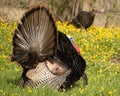 Wild Turkey Strutting Royalty Free Stock Photo