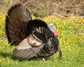 Wild Turkey Strutting Royalty Free Stock Photo