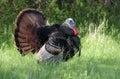 A Wild turkey strutting through the meadow Royalty Free Stock Photo
