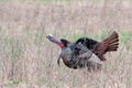 Wild turkey strutting through the meadow Royalty Free Stock Photo