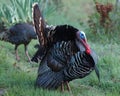 Wild turkey with tail feathers fanned out Royalty Free Stock Photo