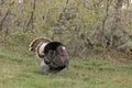 A wild turkey tom displays in a landscape filled with fresh spring green. Royalty Free Stock Photo